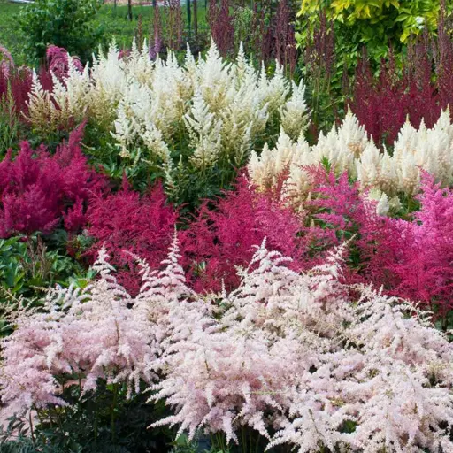 Astilbe
