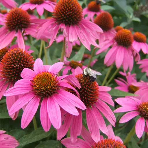 Echinacea — Coneflower 