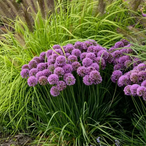 Allium — Ornamental Onion 