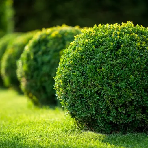Buxus — Boxwood 