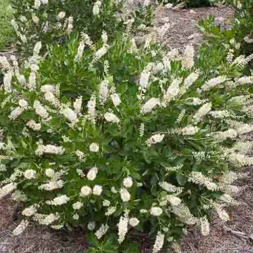 Clethra alnifolia — Summersweet 