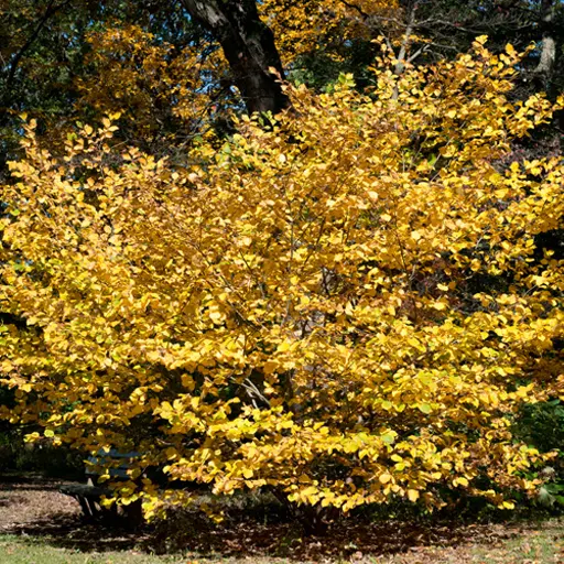 Hamamelis virginiana — Witch Hazel 