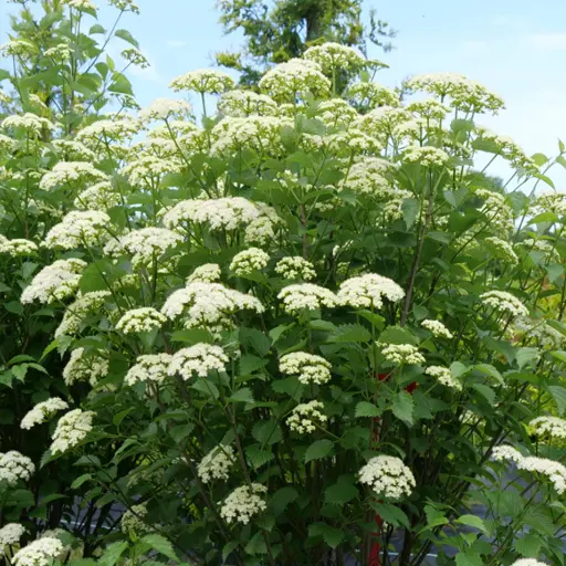Viburnum dentatum — Arrowwood Viburnum 