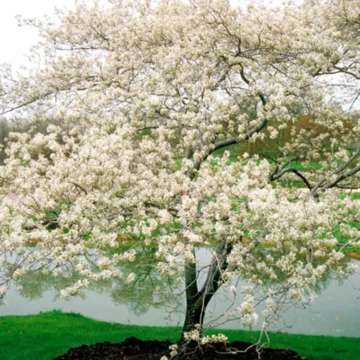 Amelanchier canadensis - Shadbush / Serviceberry