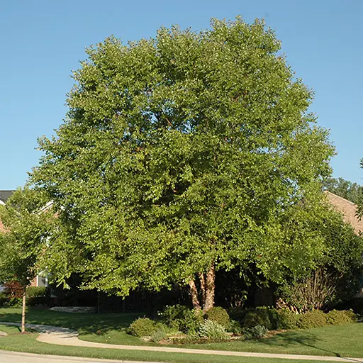 Betula nigra - River Birch