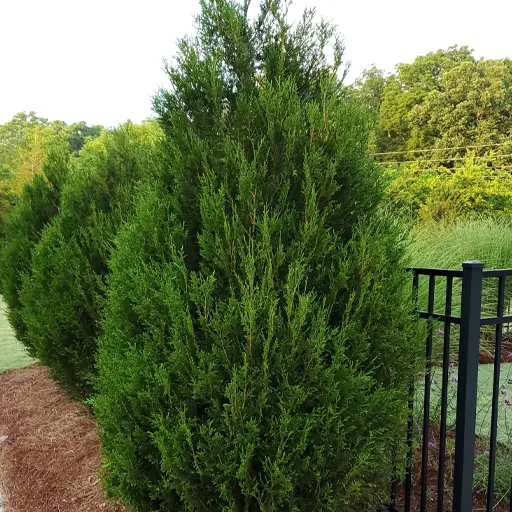Thuja plicata — Western Red Cedar 