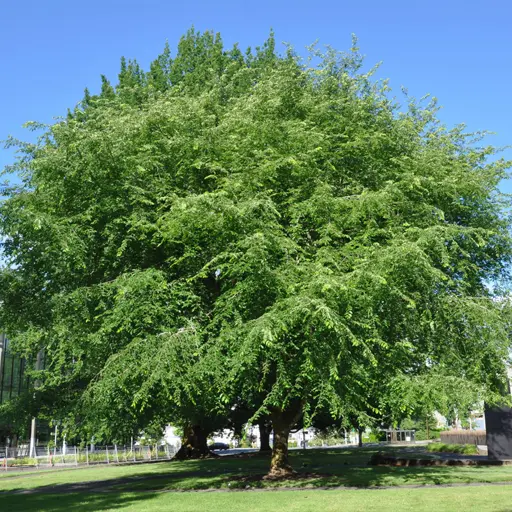 Ulmus americana — American Elm 